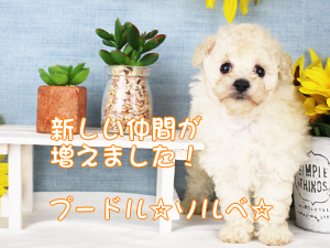 新しい仲間が増えました♪